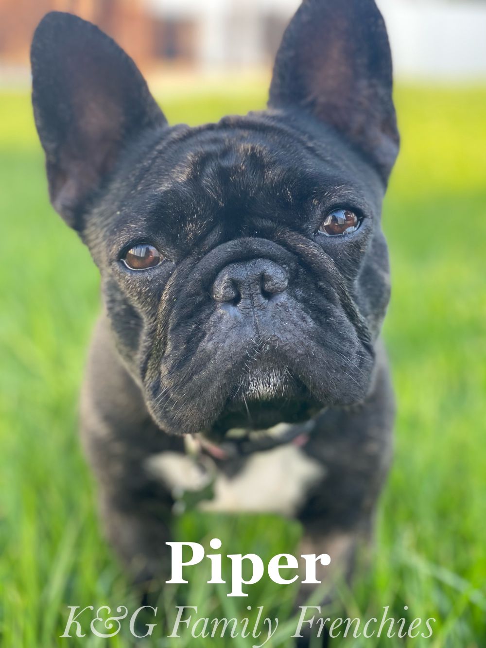 Piper